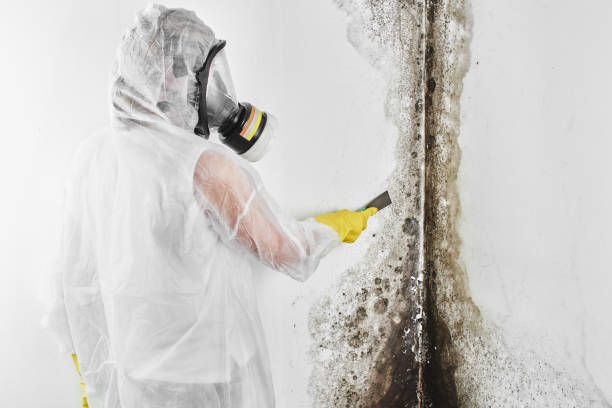Best Mold Testing  in Becker, MN