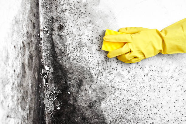Professional Mold Removal in Becker, MN