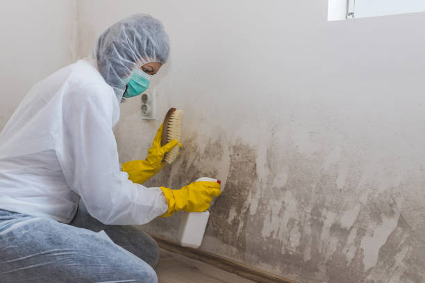 Best Attic Mold Removal  in Becker, MN