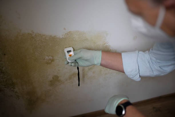 Best Emergency Mold Removal  in Becker, MN