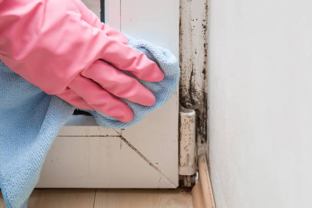 Best Professional Mold Removal  in Becker, MN