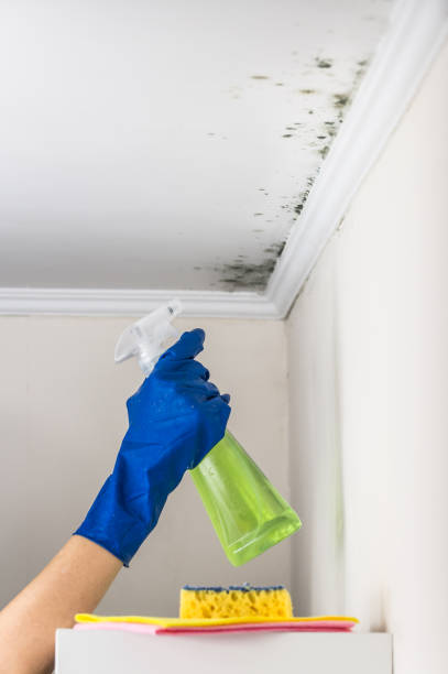 Best Attic Mold Removal  in Becker, MN