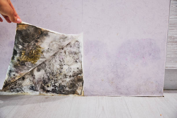 Best Water Damage Restoration  in Becker, MN